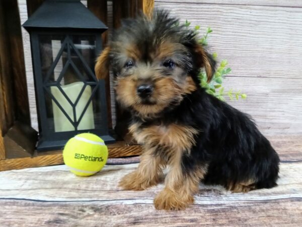 Yorkshire Terrier-DOG-Female-Black / Tan-760-Petland Nashville, Tennessee