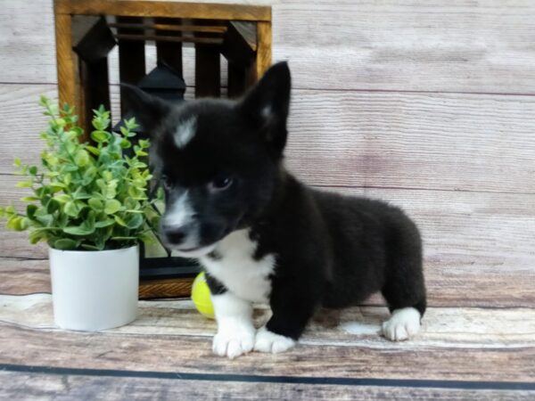 Pembroke Welsh Corgi-DOG-Male-Tri-767-Petland Nashville, Tennessee