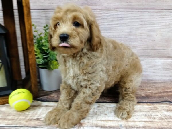 Cockadoodle-DOG-Male-Red-773-Petland Nashville, Tennessee
