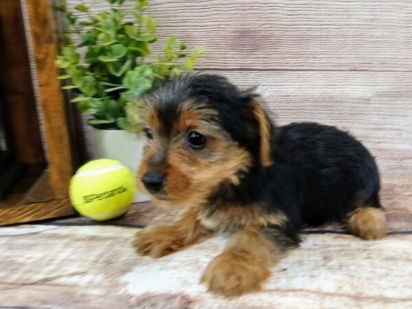 Yorkshire Terrier DOG Female Black / Tan 772 Petland Nashville, Tennessee