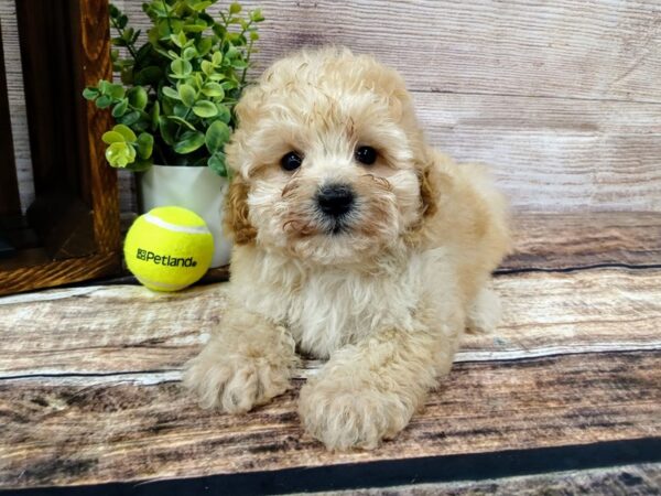 Poo Chon-DOG-Male-Red-771-Petland Nashville, Tennessee