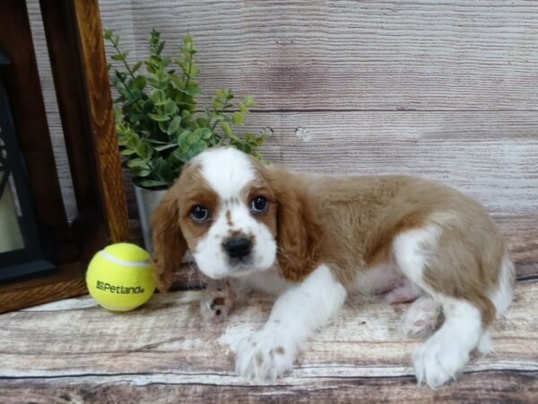 Cavalier King Charles Spaniel DOG Male Blenheim / White 763 Petland Nashville, Tennessee