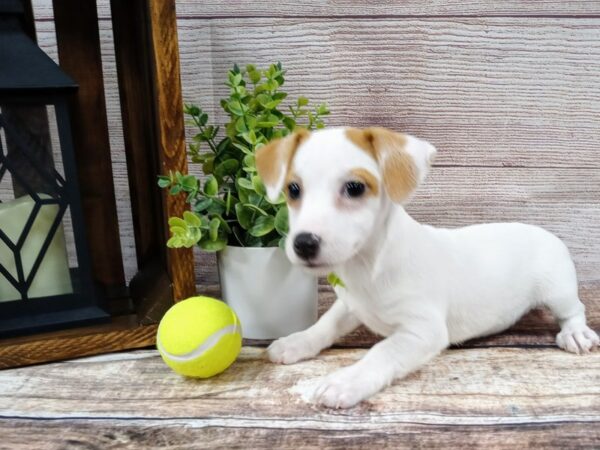 Jack Russell Terrier-DOG-Female-White / Red-761-Petland Nashville, Tennessee