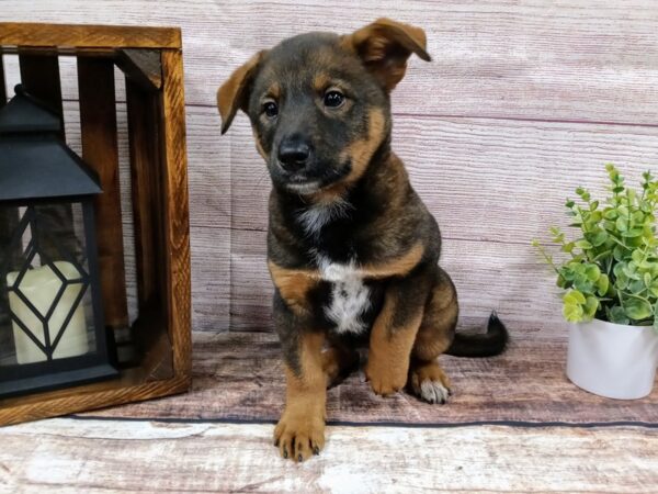 German Elkhound DOG Male Black / Tan 777 Petland Nashville, Tennessee
