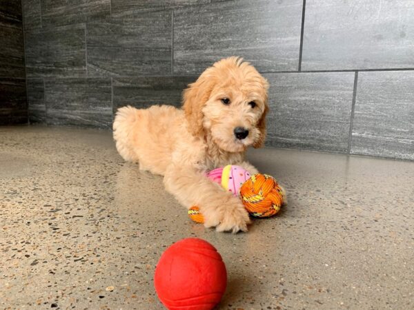 IrishDoodle-DOG-Female-Red-747-Petland Nashville, Tennessee