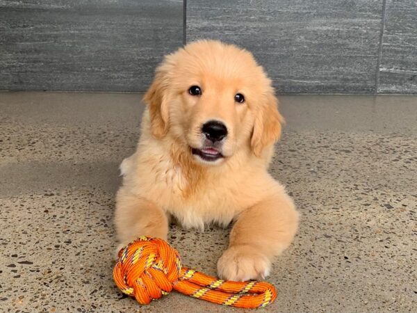 Golden Retriever-DOG-Male-Gold-765-Petland Nashville, Tennessee
