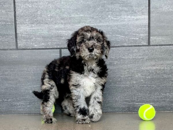 Goldendoodle-DOG-Male-Blue Merle-786-Petland Nashville, Tennessee