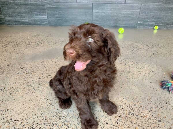 Goldendoodle-DOG-Male-Chocolate-782-Petland Nashville, Tennessee