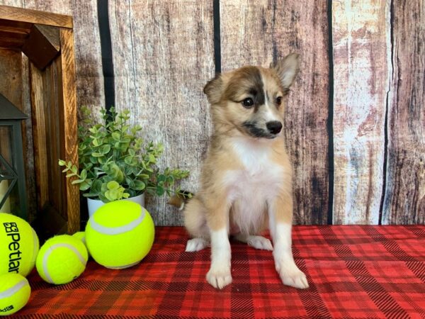 Aussiemo-DOG-Female-Sable / White-785-Petland Nashville, Tennessee