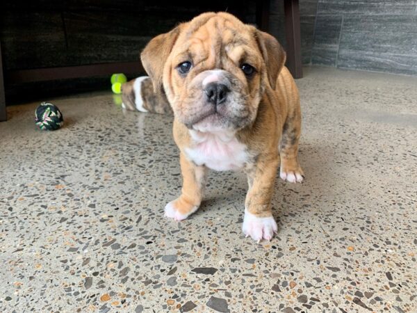 Beabull DOG Male Black / White 788 Petland Nashville, Tennessee