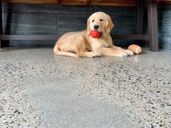 Golden Retriever DOG Male Golden 784 Petland Nashville, Tennessee