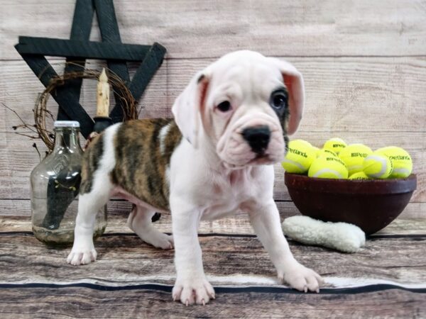 Mini Bulldog DOG Female Brown / White 789 Petland Nashville, Tennessee