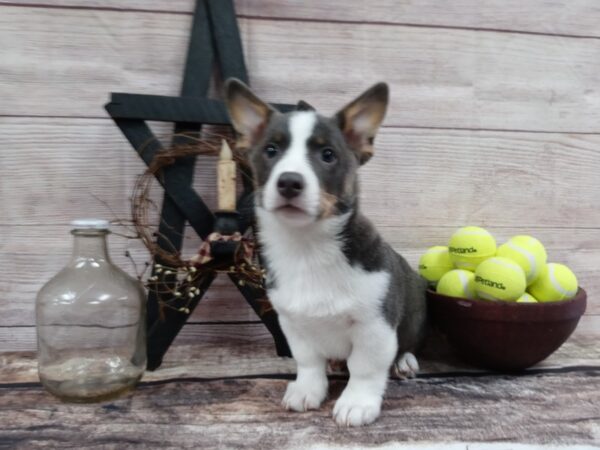 Pembroke Welsh Corgi DOG Male Blue Tri 768 Petland Nashville, Tennessee