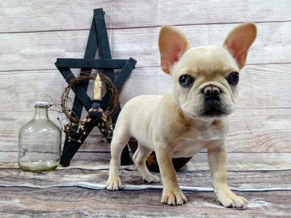 French Bulldog DOG Female Cream 718 Petland Nashville, Tennessee