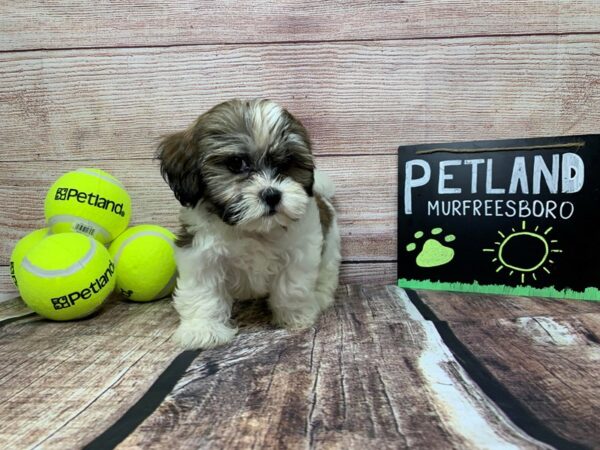 Mal Shi-DOG-Female-Brown / White-801-Petland Nashville, Tennessee