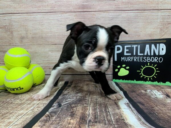 Boston Terrier DOG Male Black Brindle 798 Petland Nashville, Tennessee