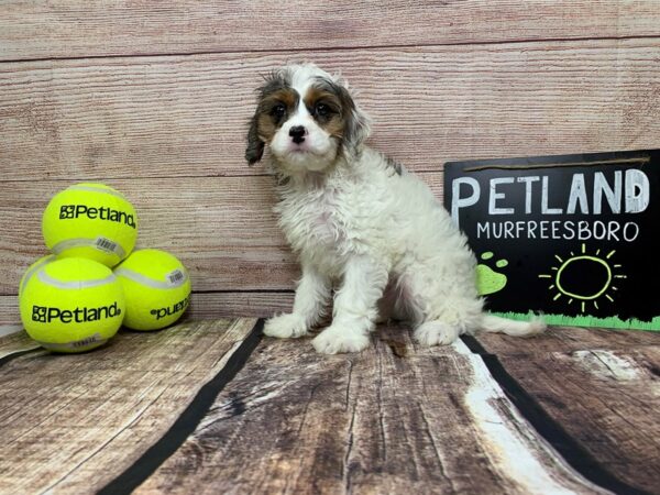 Cavapoo-DOG-Male--795-Petland Nashville, Tennessee