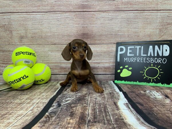 Dachshund DOG Female Chocolate 793 Petland Nashville, Tennessee