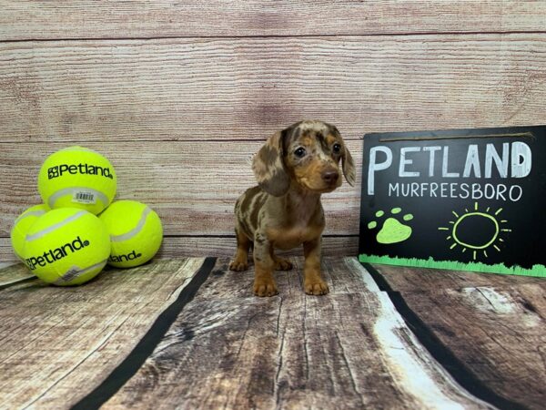 Dachshund-DOG-Female-Chocolate Dapple-791-Petland Nashville, Tennessee