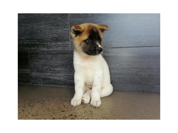 Akita-DOG-Male-Brown / White-790-Petland Nashville, Tennessee