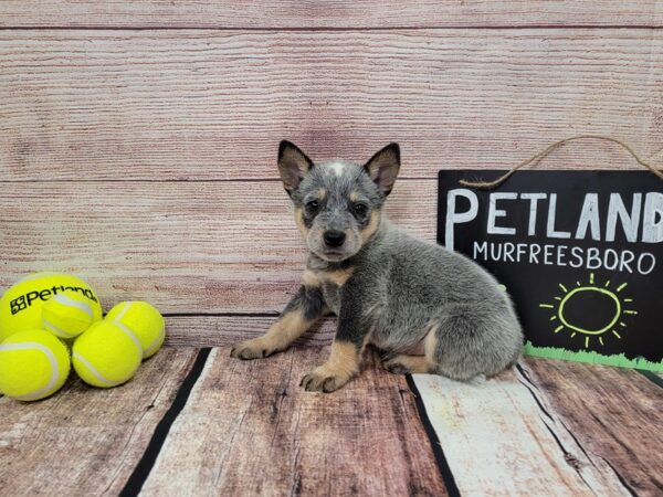 Heeler-DOG-Male-Blue-813-Petland Nashville, Tennessee