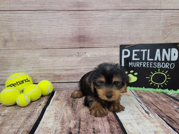 Yorkshire Terrier DOG Male Black / Tan 808 Petland Nashville, Tennessee