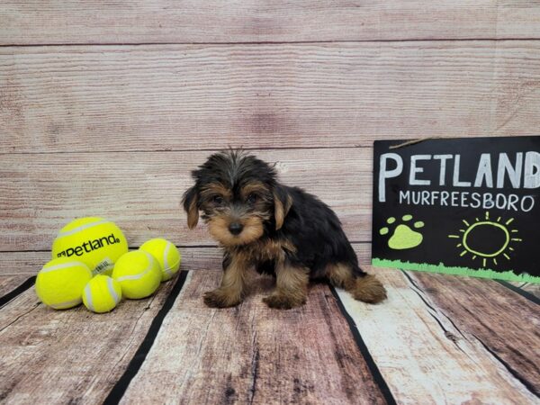 Yorkshire Terrier DOG Female Black / Tan 807 Petland Nashville, Tennessee