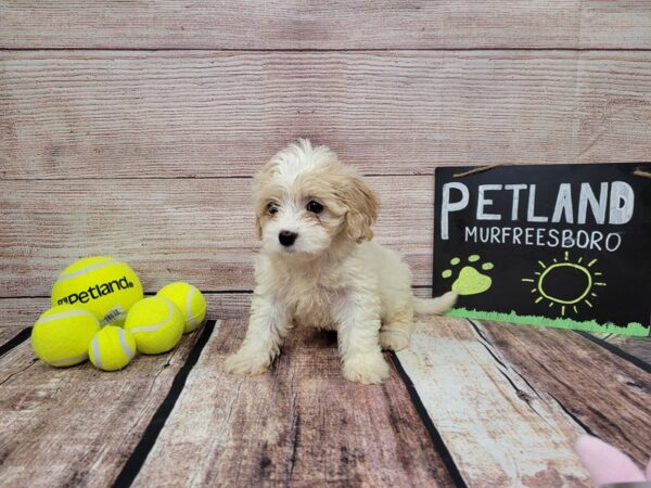 Cava Chon-DOG-Female-Blenheim-805-Petland Nashville, Tennessee
