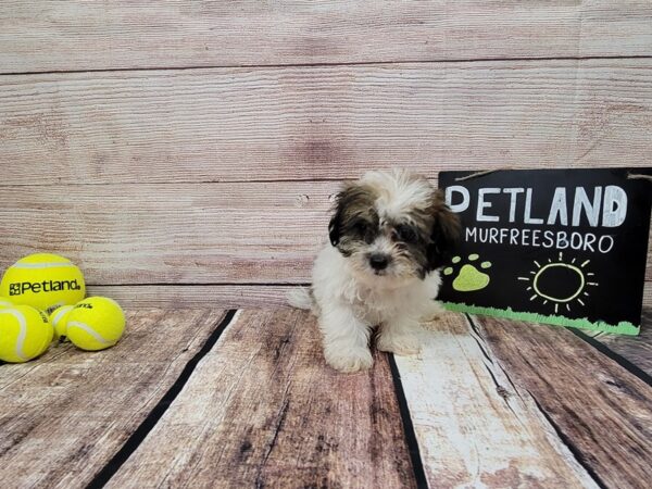 Teddy Bear-DOG-Male-Brown / White-804-Petland Nashville, Tennessee