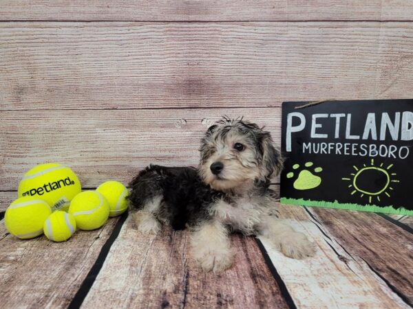 Yorkie Chon-DOG-Male-Brown / White-803-Petland Nashville, Tennessee
