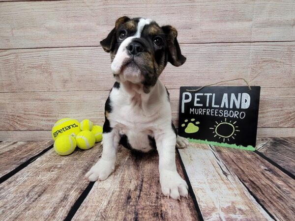 Beabull-DOG-Male-Black / White-787-Petland Nashville, Tennessee