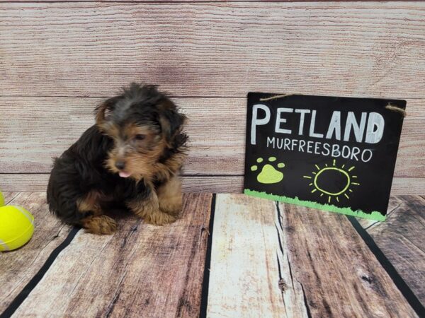 Yorkshire Terrier DOG Male Black / Tan 814 Petland Nashville, Tennessee