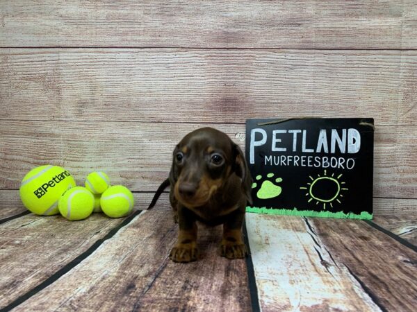 Dachshund DOG Male Chocolate / Tan 816 Petland Nashville, Tennessee