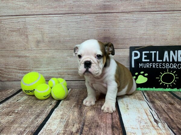 English Bulldog DOG Female White / Brown 817 Petland Nashville, Tennessee