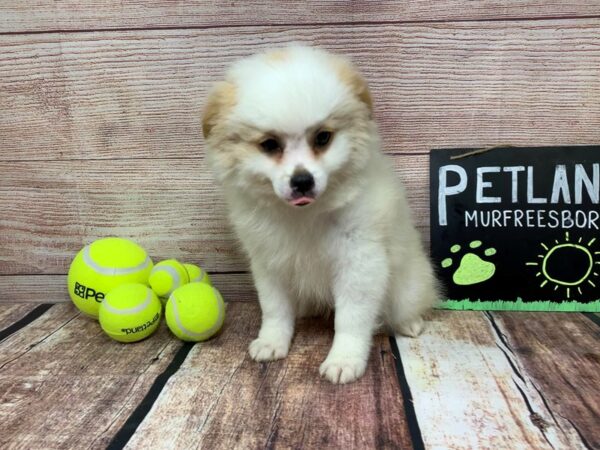 Pom Shih-DOG-Male-Orange / White-818-Petland Nashville, Tennessee