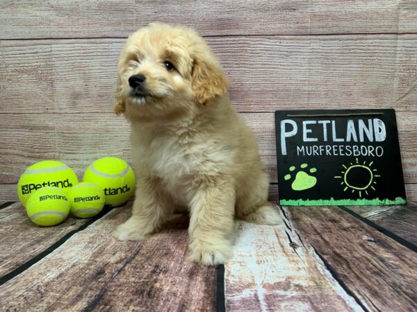 Eskipoo-DOG-Female-Cream-819-Petland Nashville, Tennessee