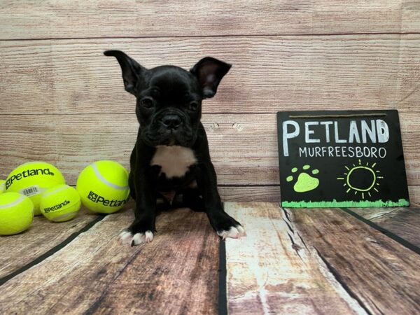 Frenchton-DOG-Male-Black-820-Petland Nashville, Tennessee