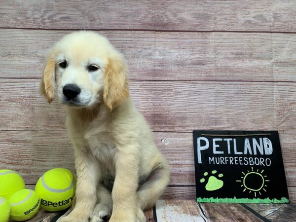 Golden Retriever-DOG-Male-Golden-822-Petland Nashville, Tennessee