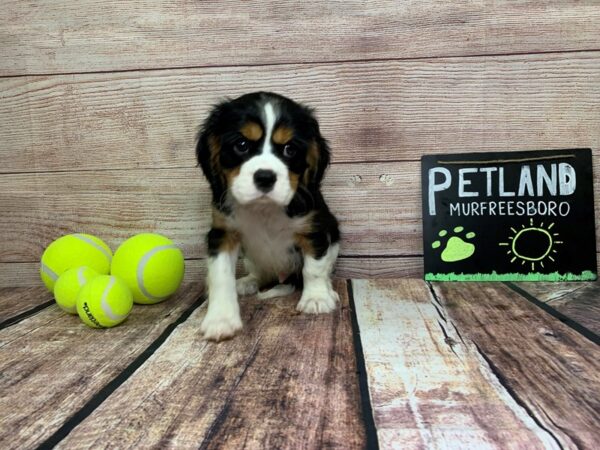 Cavalier King Charles Spaniel DOG Male White / Black / Tan 823 Petland Nashville, Tennessee