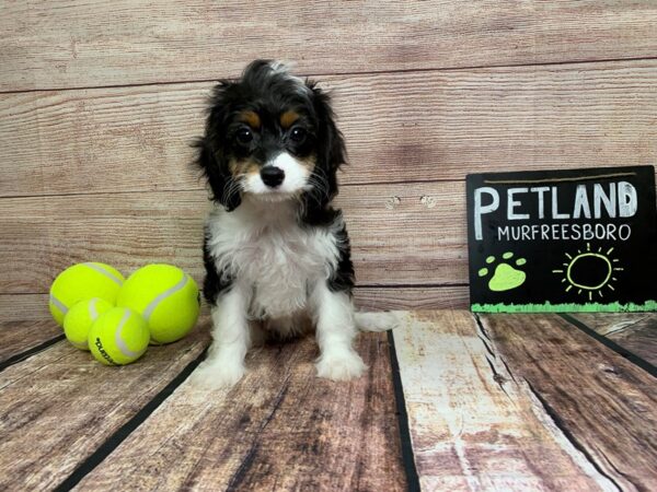 Cavapoo DOG Female White / Black / Tan 796 Petland Nashville, Tennessee