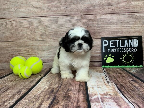 Pekatzu-DOG-Female-White / Black / Tan-824-Petland Nashville, Tennessee