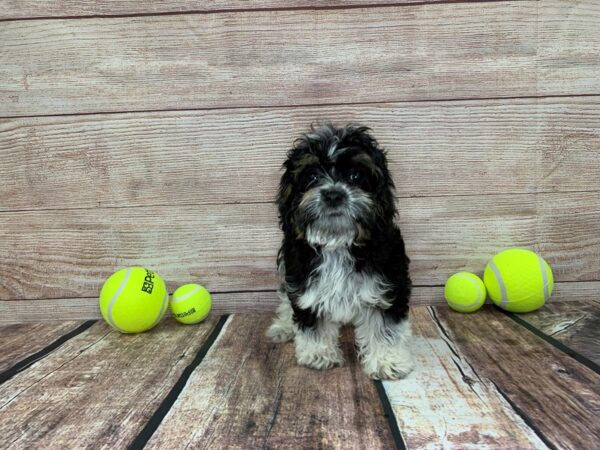 Cavapoo DOG Female White / Black / Tan 825 Petland Nashville, Tennessee