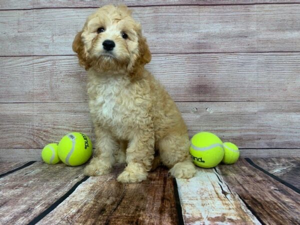 Cockapoo-DOG-Female-Apricot-834-Petland Nashville, Tennessee