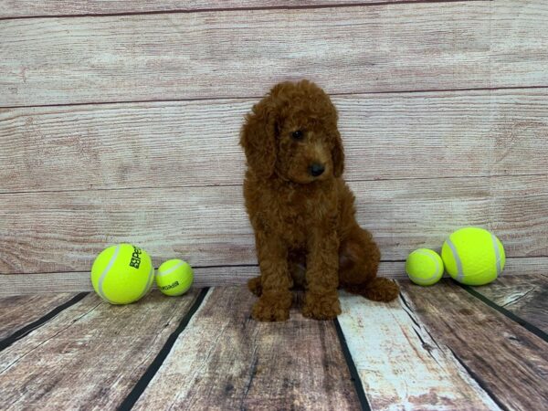 Goldendoodle-DOG-Male-Red-833-Petland Nashville, Tennessee