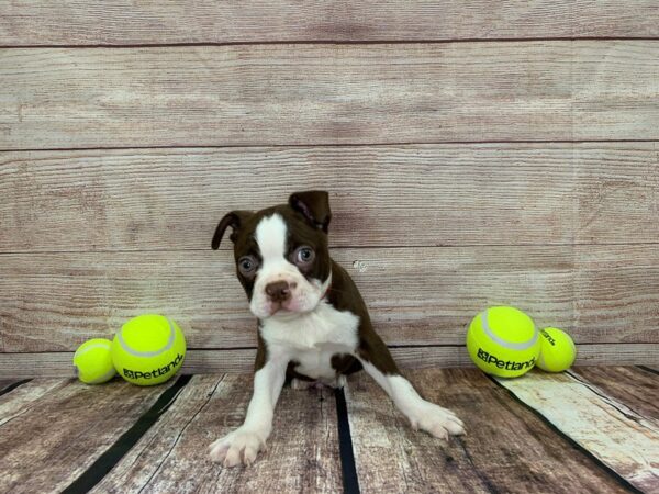 Boston Terrier DOG Male Chocolate / White 841 Petland Nashville, Tennessee