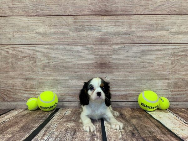 Cavalier King Charles Spaniel-DOG-Male-Tri-857-Petland Nashville, Tennessee