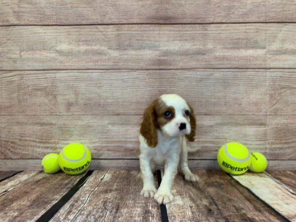 Cavalier King Charles Spaniel DOG Male Blenheim 858 Petland Nashville, Tennessee