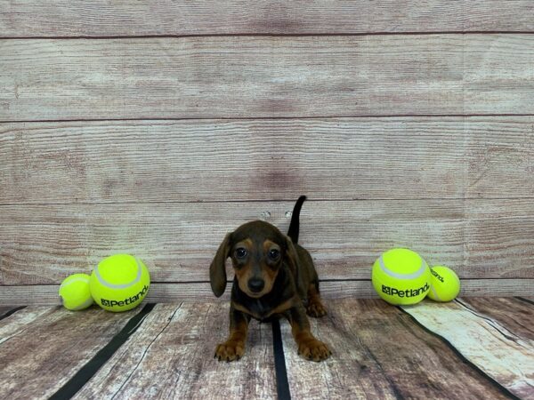 Dachshund-DOG-Male-Wild Boar-852-Petland Nashville, Tennessee