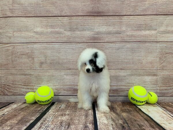 Eskipoo-DOG-Female-Black / White-845-Petland Nashville, Tennessee