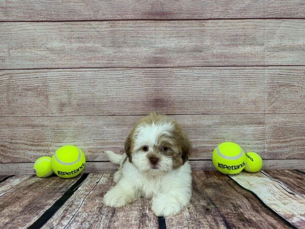 Shih Tzu DOG Male Brown / White 851 Petland Nashville, Tennessee